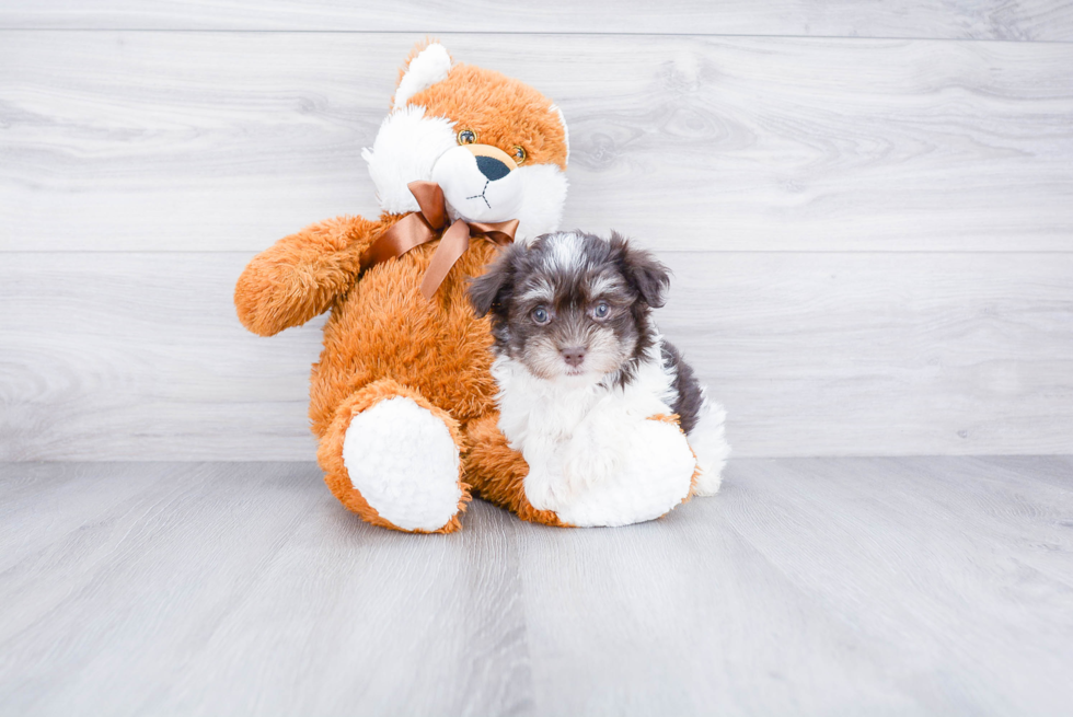 Best Havanese Baby