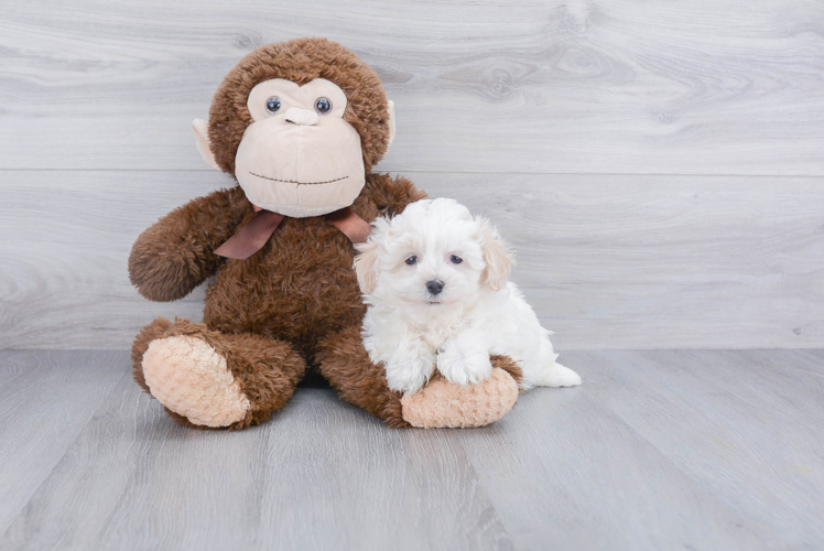 Playful Maltepoo Poodle Mix Puppy