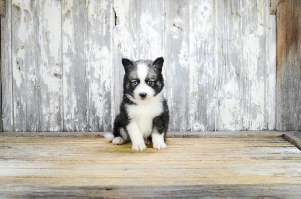 Pomsky Puppy for Adoption