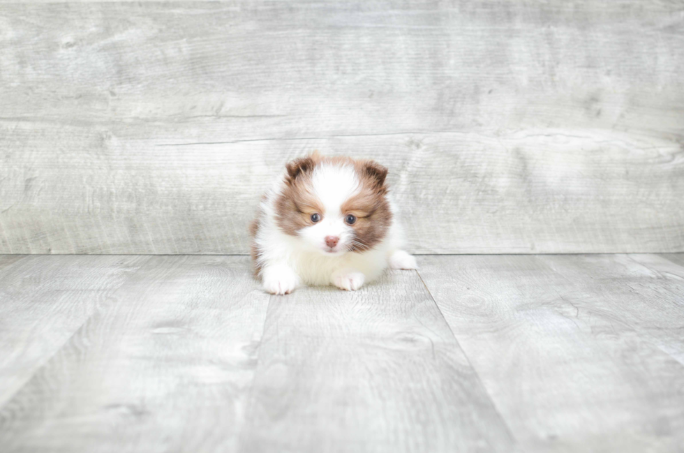 Pomeranian Pup Being Cute