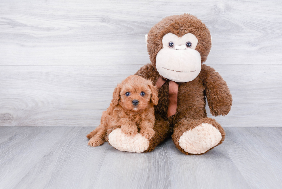 Playful Cavoodle Poodle Mix Puppy