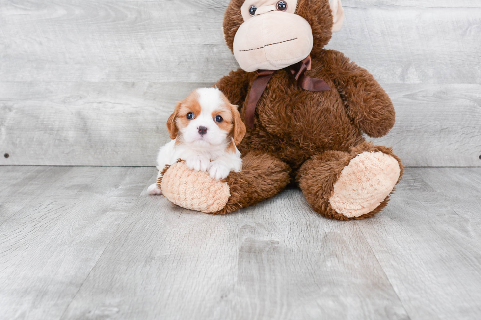 Hypoallergenic Cavalier King Charles Spaniel Purebred Pup