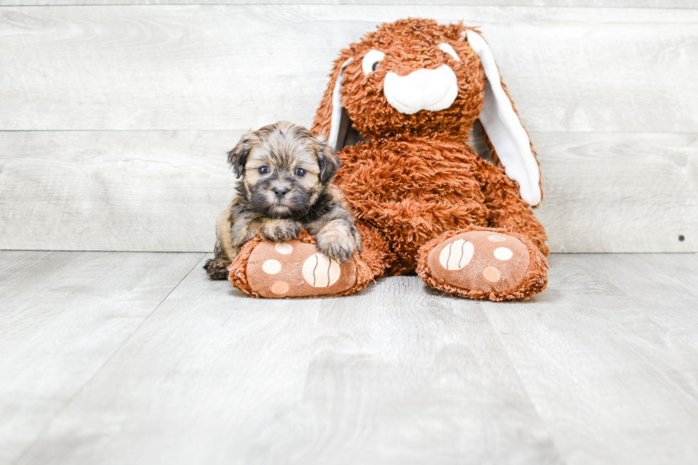 Teddy Bear Pup Being Cute