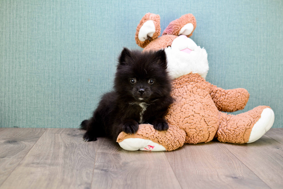 Akc Registered Pomeranian Purebred Pup