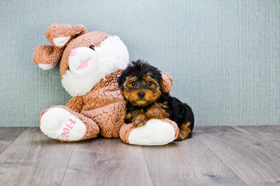 Meet Snickers - our Yorkshire Terrier Puppy Photo 