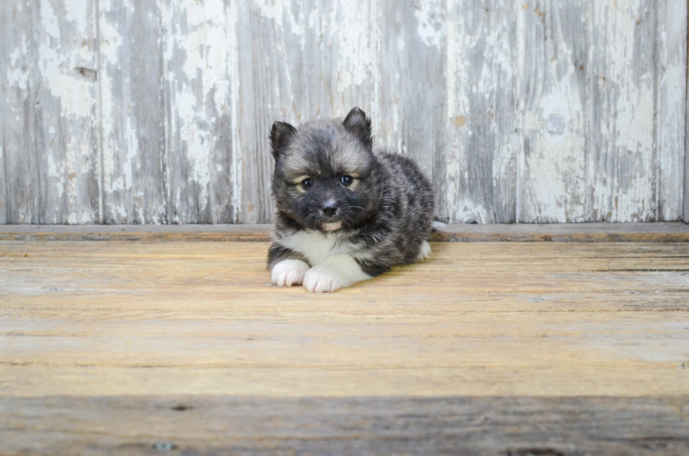 Pomsky Pup Being Cute