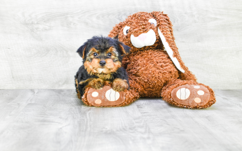 Meet Joey - our Yorkshire Terrier Puppy Photo 