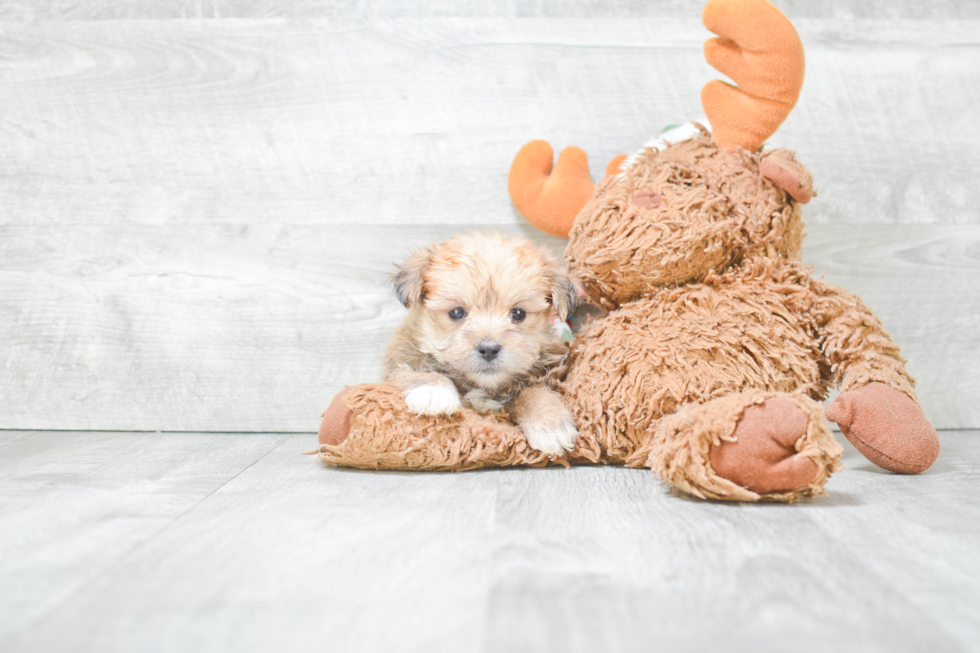 Happy Morkie Baby