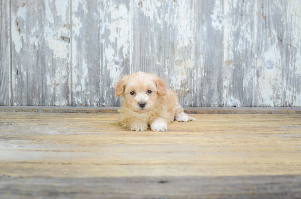 Maltipoo Pup Being Cute