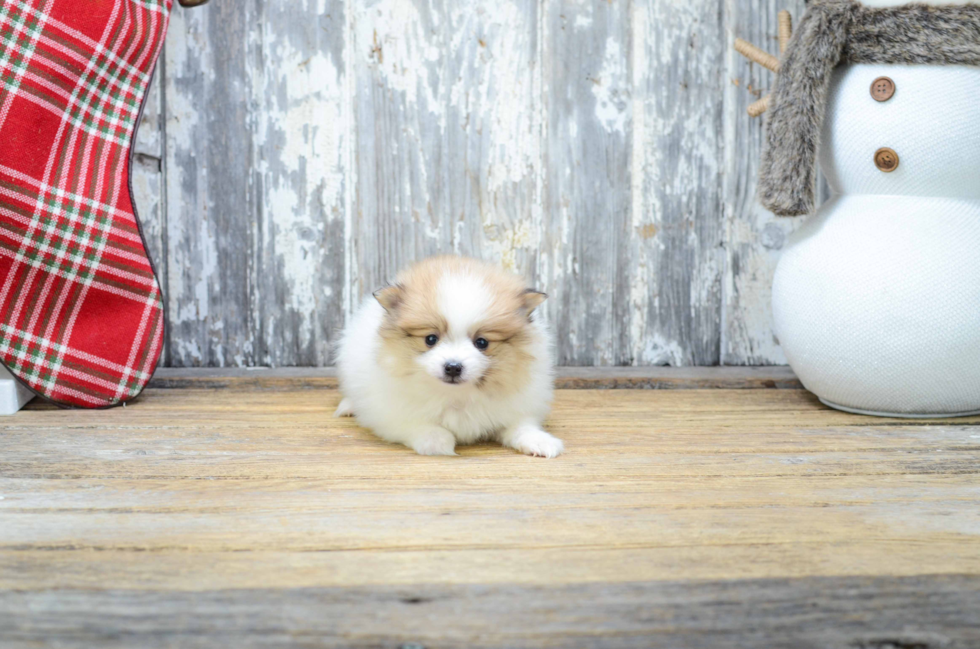 Pomeranian Puppy for Adoption