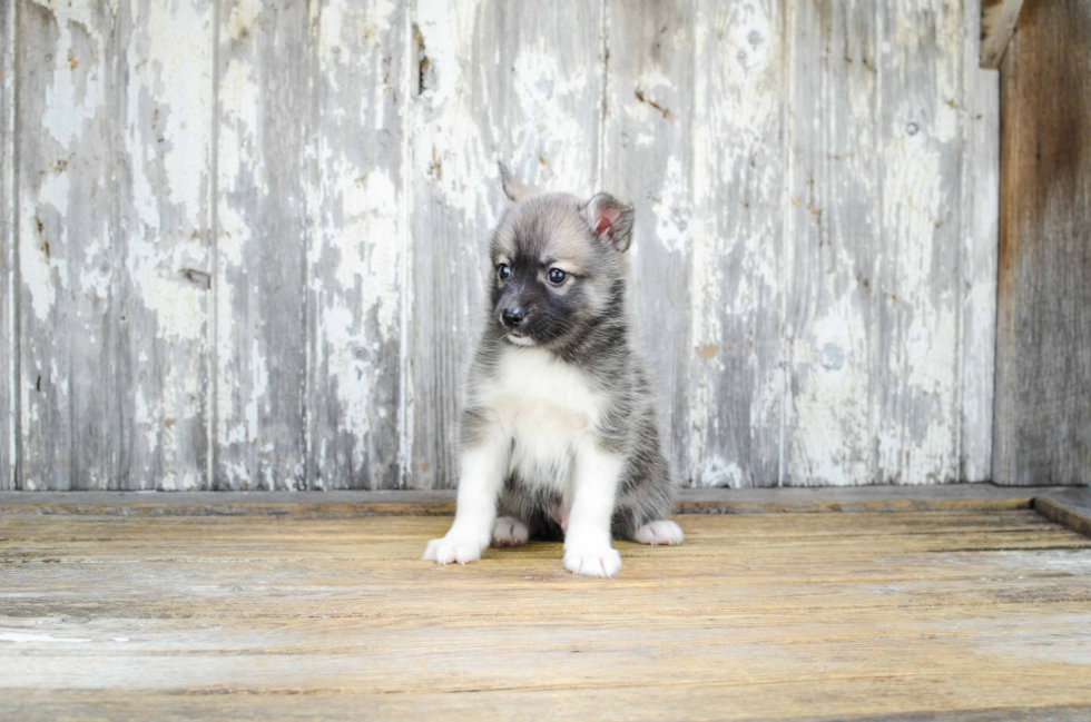 Funny Pomsky Designer Pup