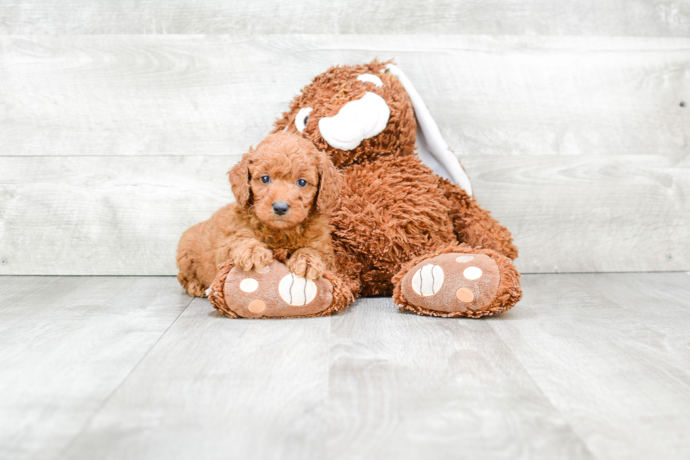 Mini Goldendoodle Pup Being Cute