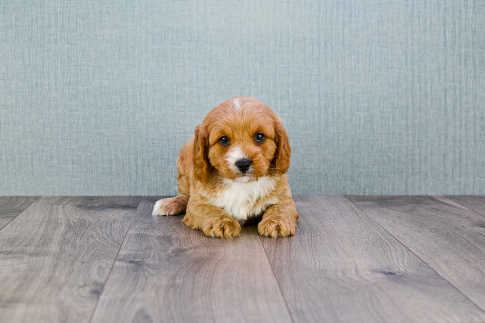 Funny Cavapoo Poodle Mix Pup