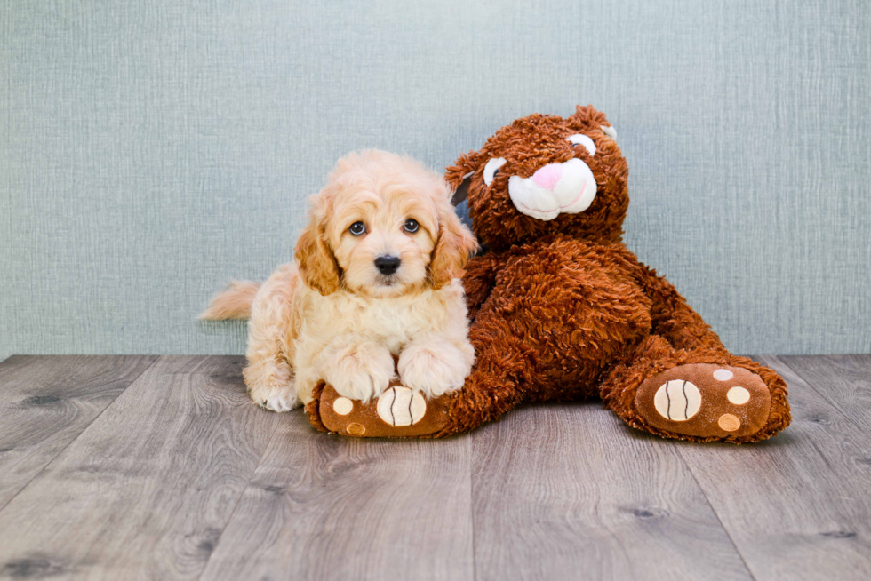 Cavapoo Pup Being Cute