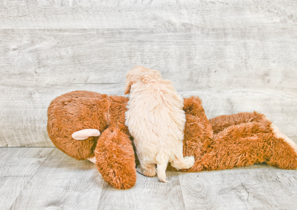 Funny Havanese Purebred Pup