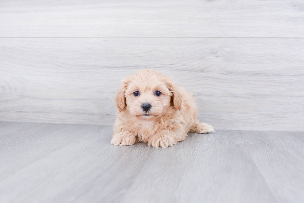 Best Maltipoo Baby