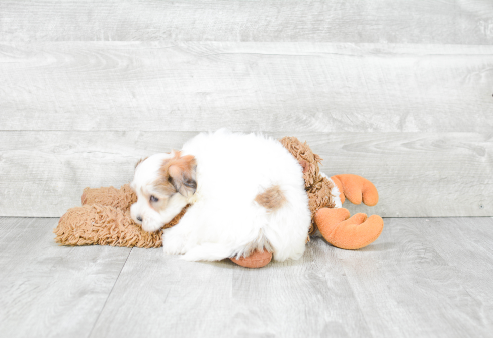 Havanese Pup Being Cute