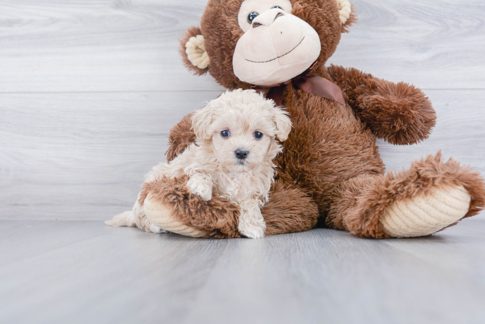 Best Maltipoo Baby