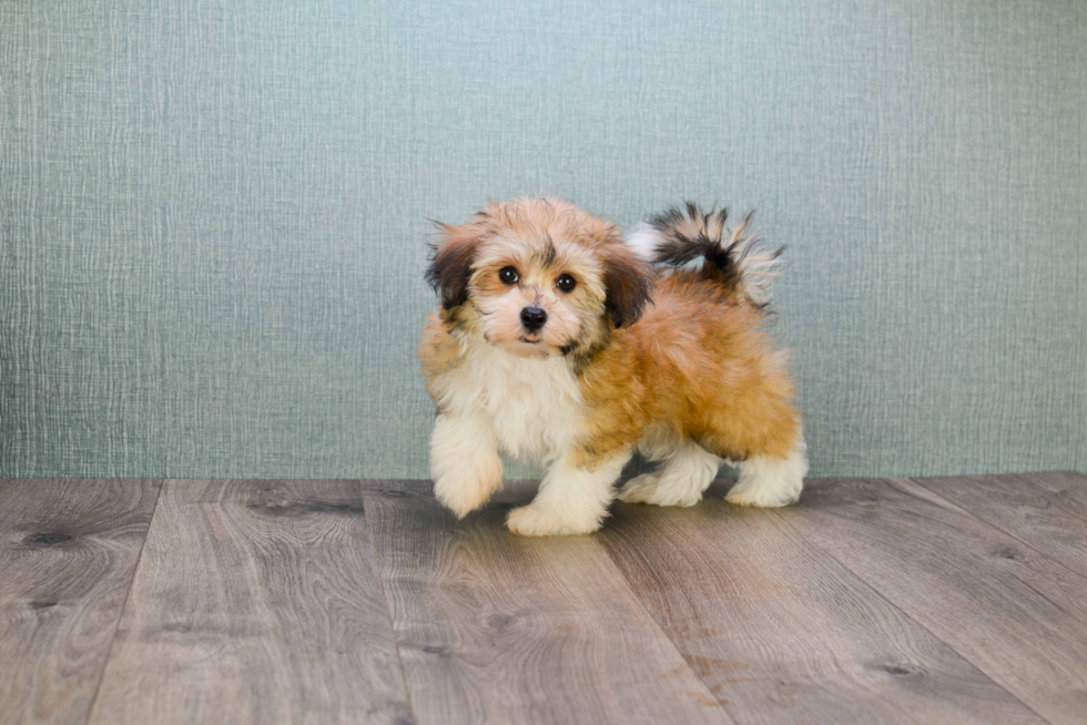 Havanese Pup Being Cute