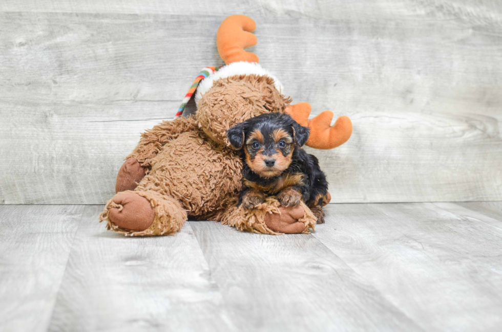 Yorkie Poo Pup Being Cute