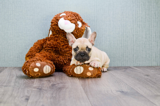 French Bulldog Pup Being Cute