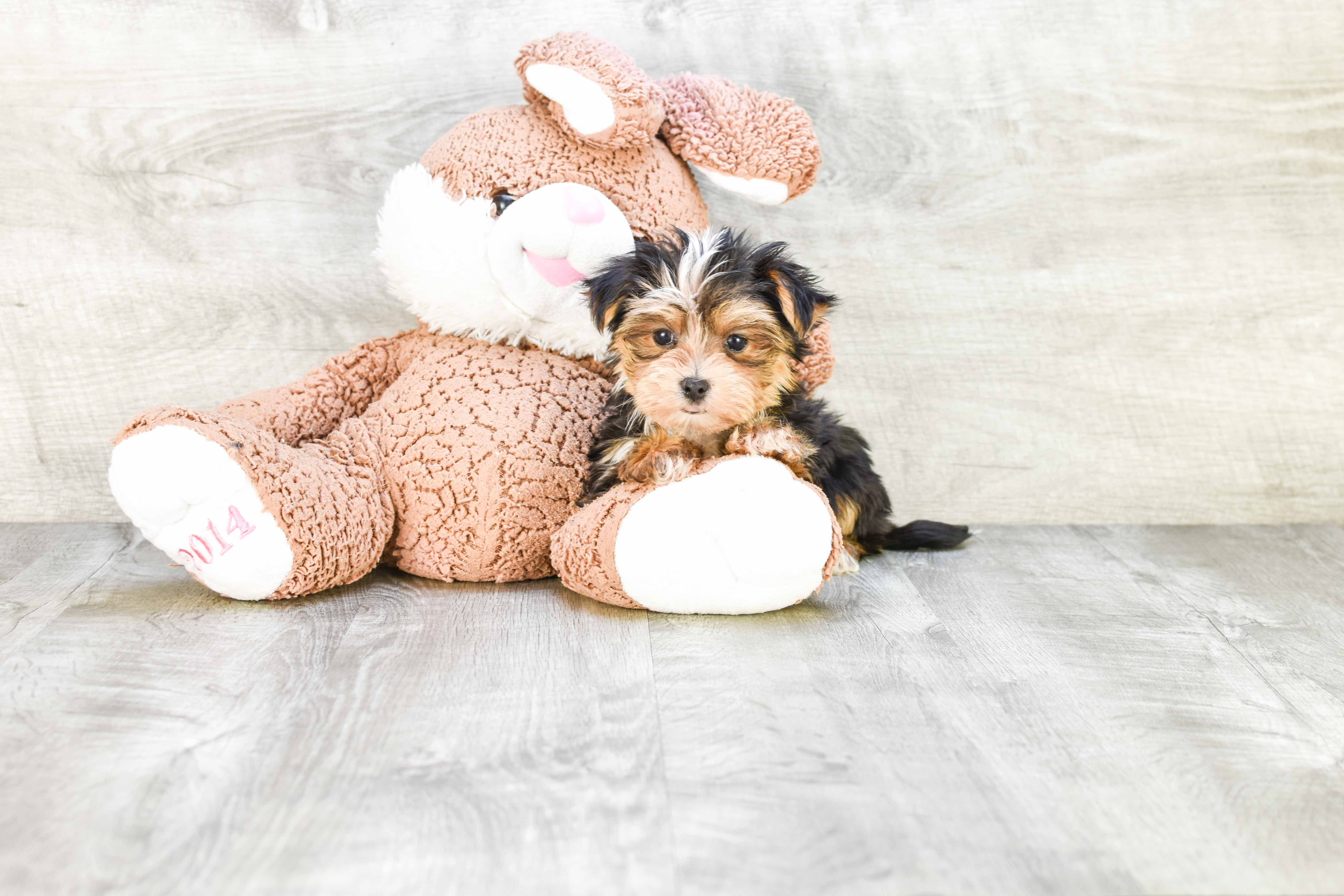 Adorable Yorkie Designer Puppy
