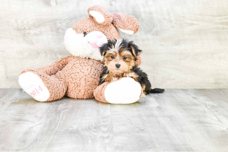 Adorable Yorkie Designer Puppy