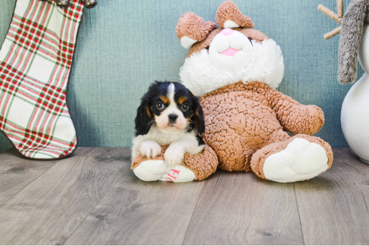 Small Cavalier King Charles Spaniel Baby