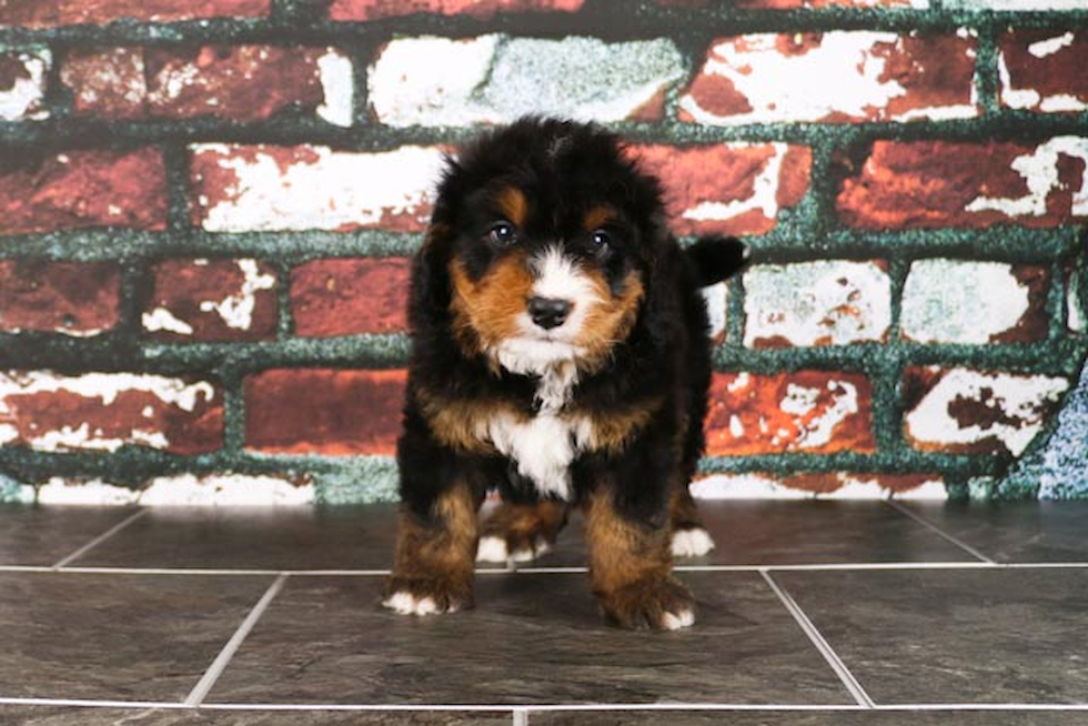 Adorable Mini Berniedoodle Poodle Mix Puppy