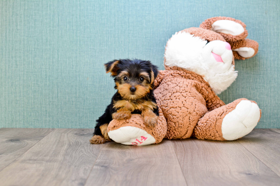 Meet Timmy - our Yorkshire Terrier Puppy Photo 