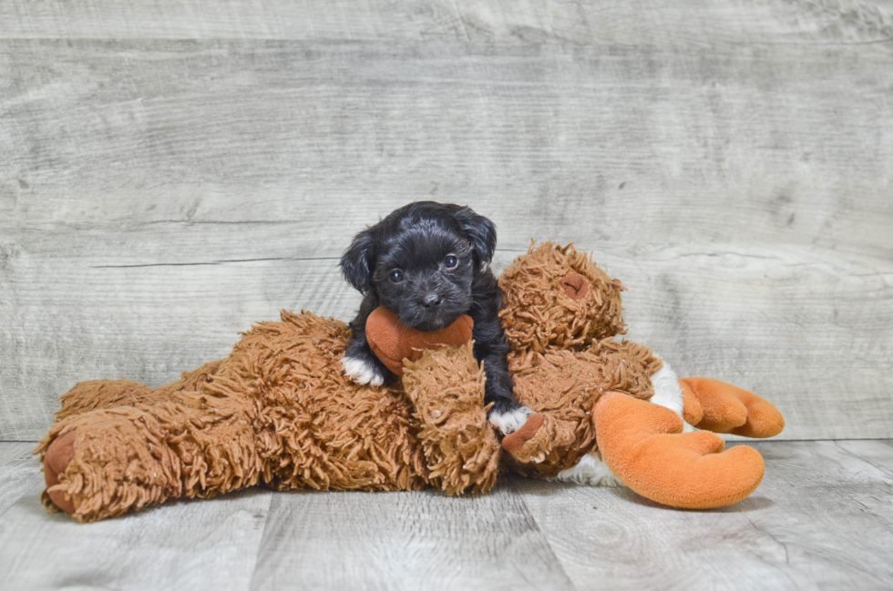 Playful Yorkie Designer Puppy