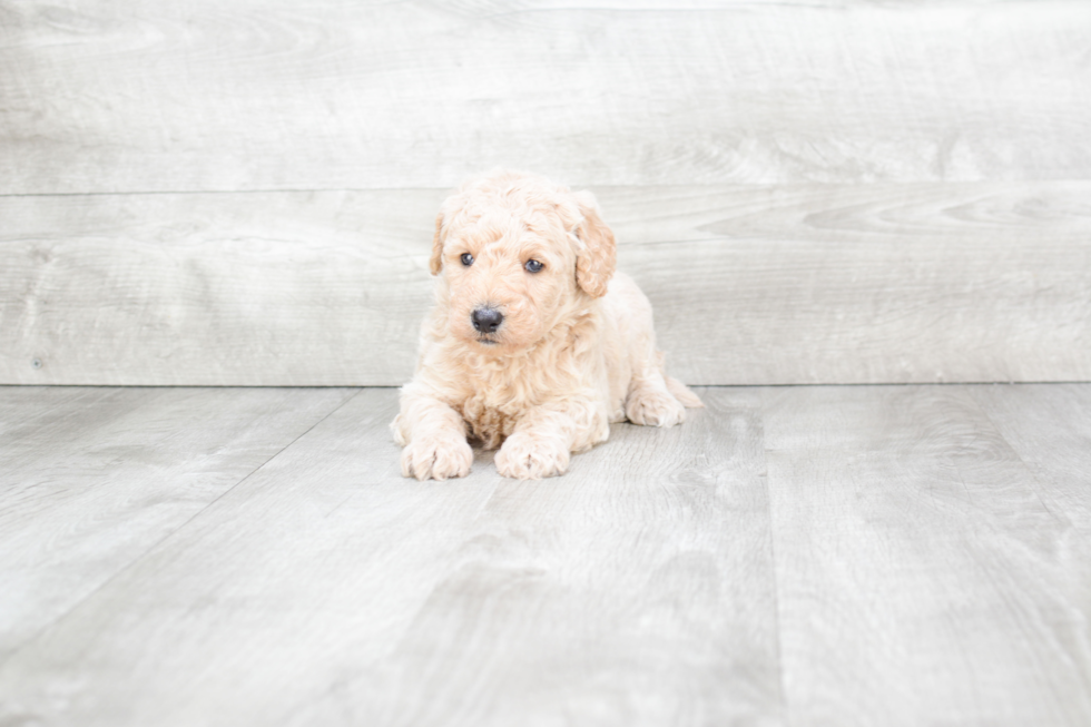 Funny Mini Goldendoodle Poodle Mix Pup