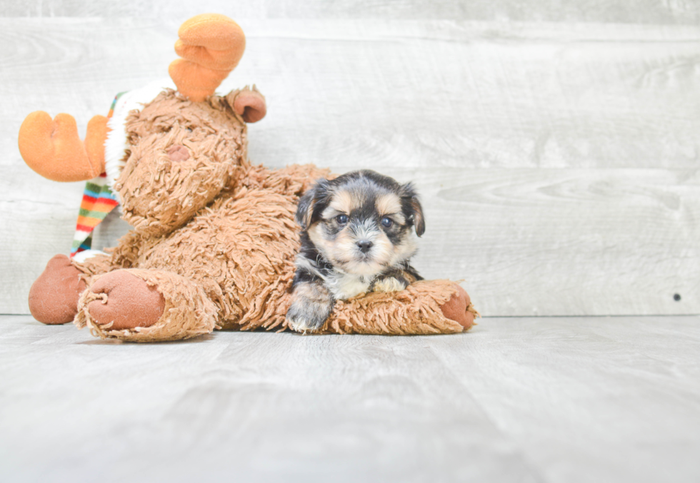 Shorkie Puppy for Adoption