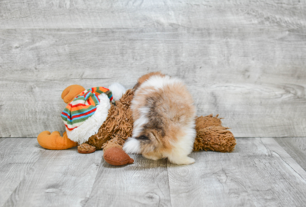 Pomeranian Pup Being Cute