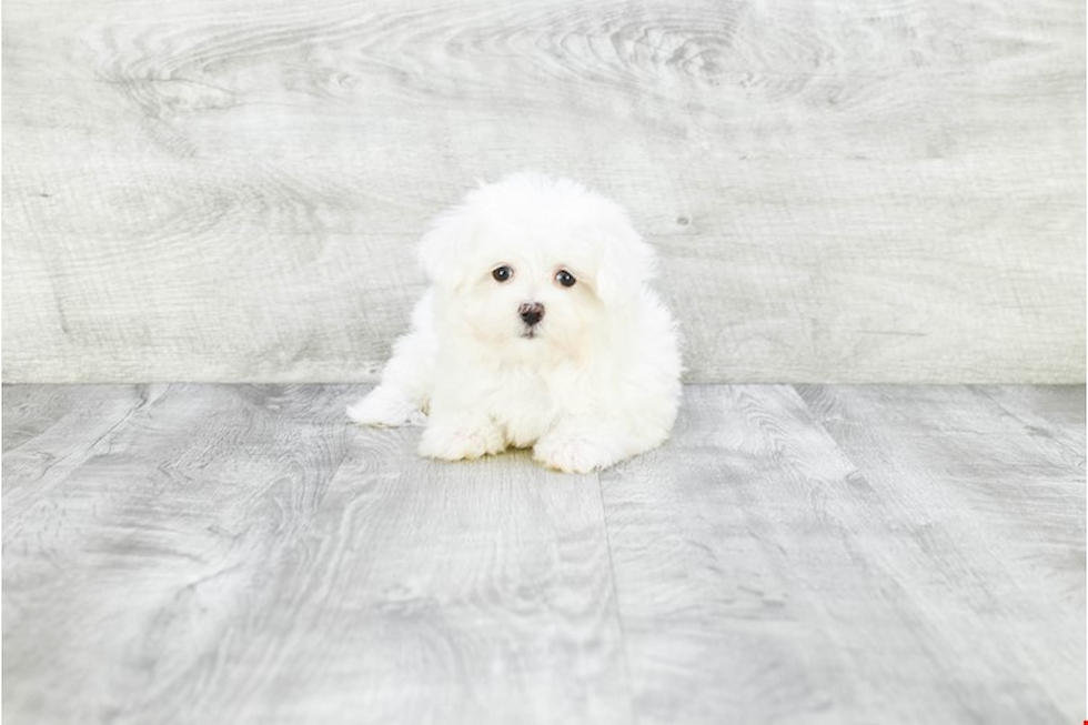 Funny Maltese Purebred Pup