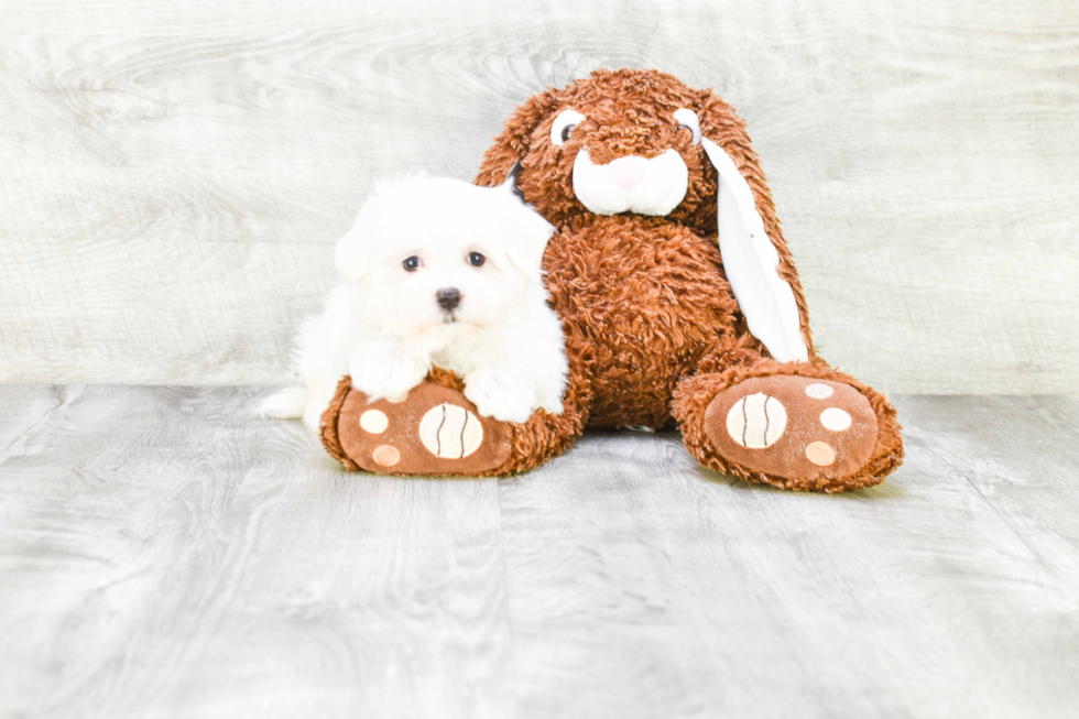 Popular Maltese Purebred Pup