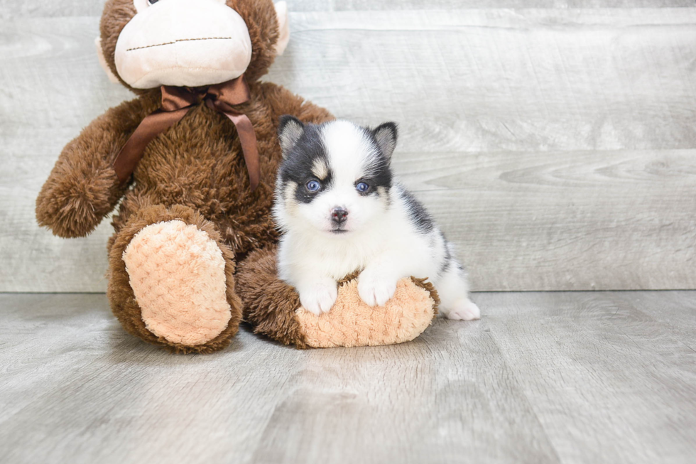 Smart Pomsky Designer Pup