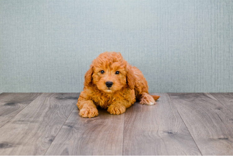 Mini Goldendoodle Puppy for Adoption