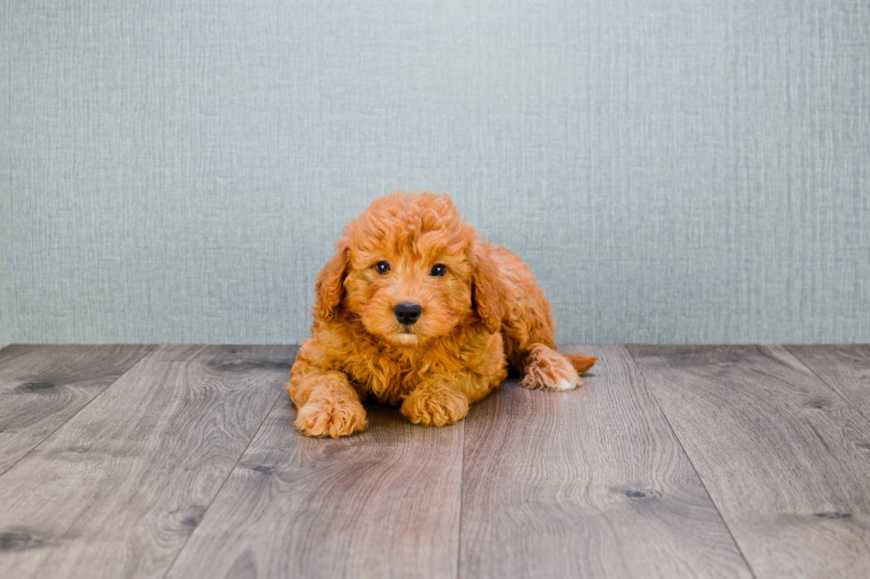 Mini Goldendoodle Puppy for Adoption