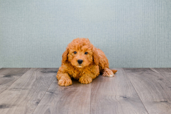 Mini Goldendoodle Puppy for Adoption