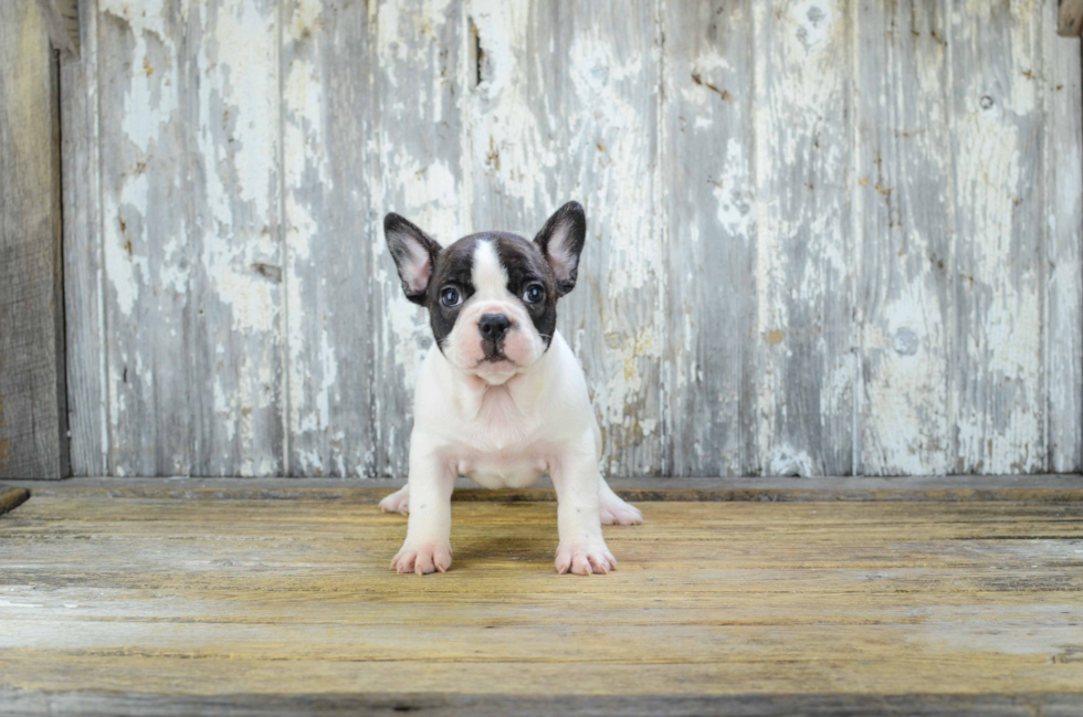 Energetic Frenchie Purebred Puppy