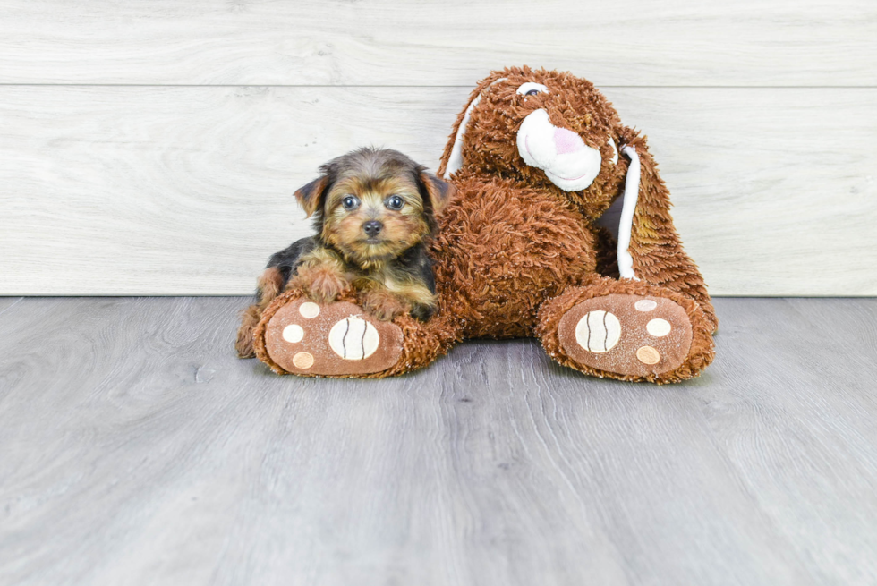 Meet Jubilee - our Yorkshire Terrier Puppy Photo 