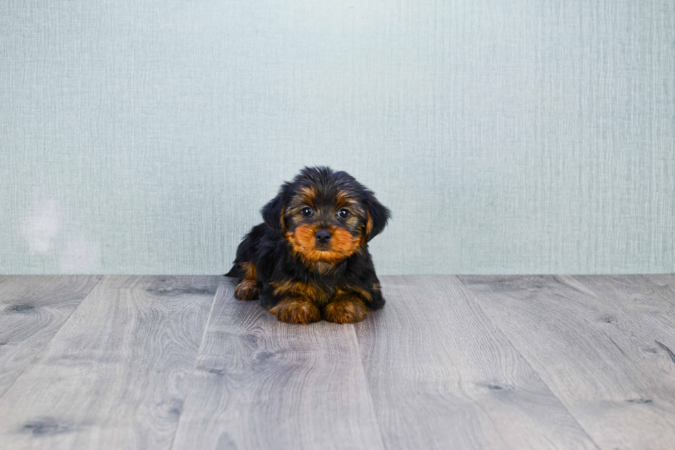 Meet Ryan - our Yorkshire Terrier Puppy Photo 