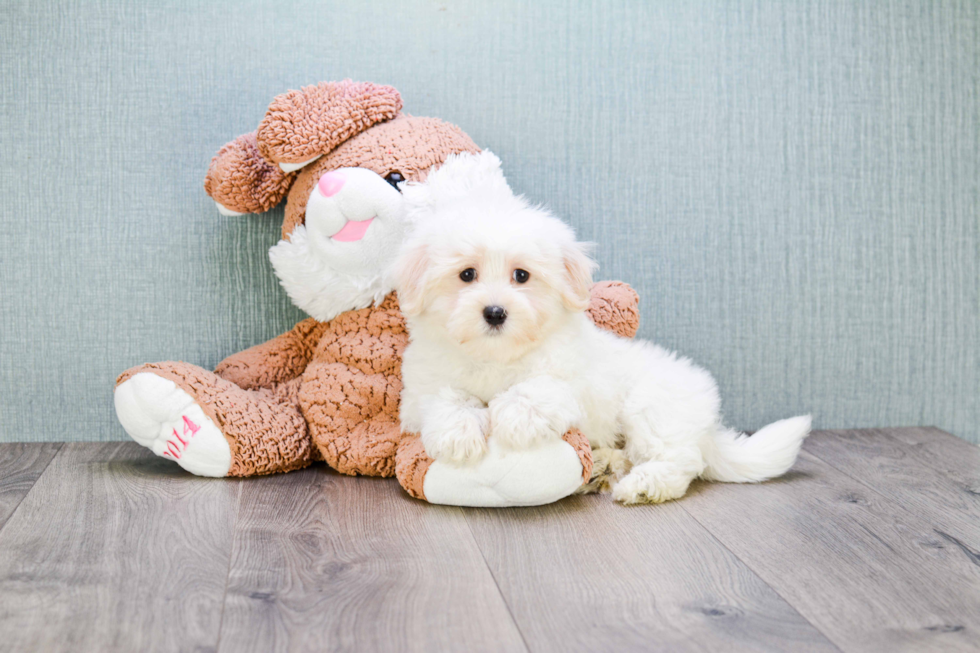 Havanese Puppy for Adoption