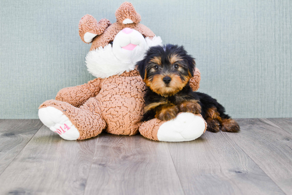 Meet Snickers - our Yorkshire Terrier Puppy Photo 