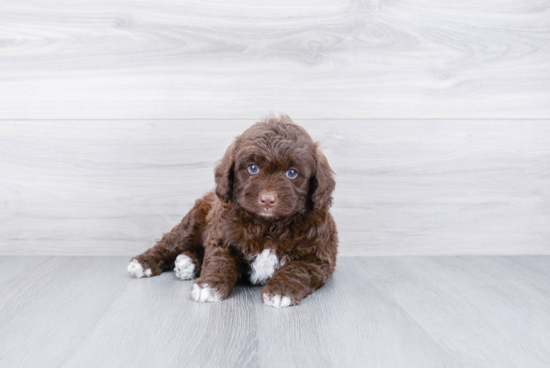 Hypoallergenic Cockerpoo Poodle Mix Puppy