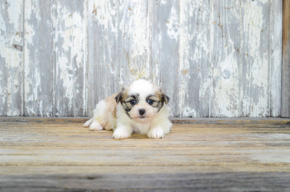 Teddy Bear Pup Being Cute