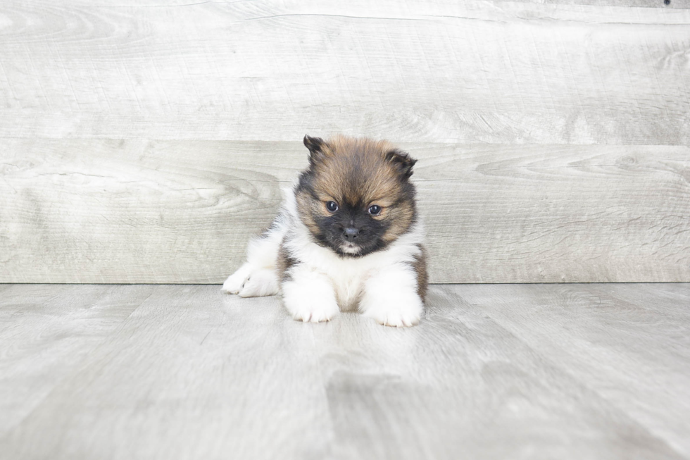 Friendly Pomeranian Baby