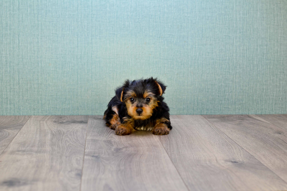 Meet Snickers - our Yorkshire Terrier Puppy Photo 