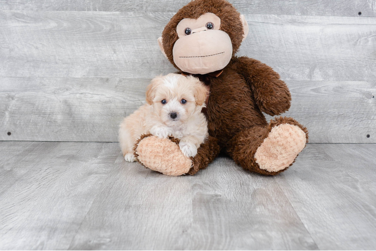 Maltipoo Puppy for Adoption